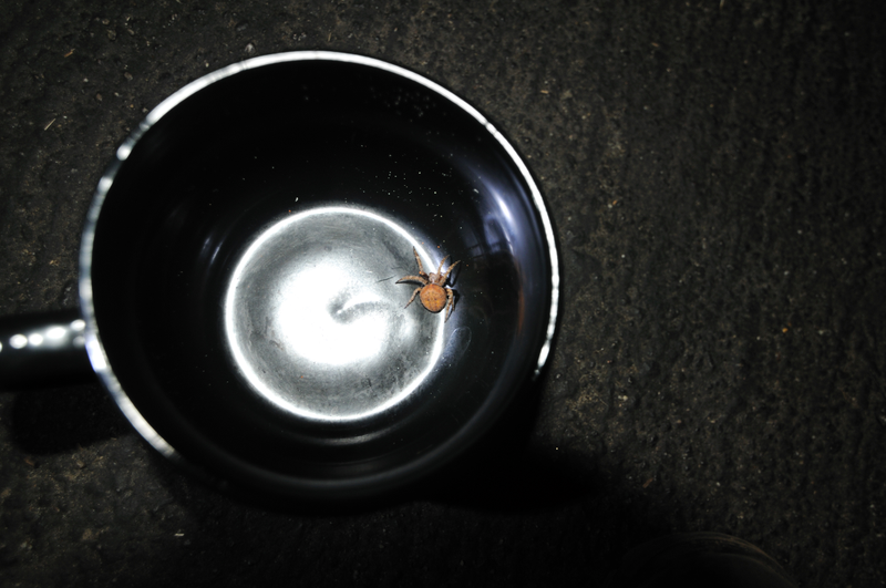 Spiders found in the back window of a car at 1:00 am definitely appear larger than they may actually be.